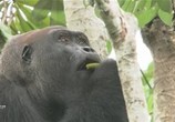 Сцена из фильма Дикая природа. Семейные узы: Западная равнинная горилла / Wild Life. Family Ties: Western Lowland Gorilla (2012) Дикая природа. Семейные узы: Западная равнинная горилла сцена 5