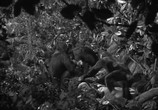 Сцена из фильма Тарзан находит сына / Tarzan Finds a Son! (1939) Тарзан находит сына сцена 1