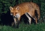 ТВ BBC: Наедине с природой: Сказка о большом злом лисе / BBC: The Tale of the Big Bad Fox (2004) - cцена 3