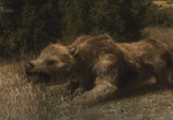 Сцена из фильма Discovery: Гигантские чудовища: Собака-медведь / Mega Beasts: Bear Dog (2009) Discovery: Гигантские чудовища: Собака-медведь сцена 1