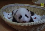 Сцена из фильма Маленькие панды / Panda Babies (2015) Маленькие панды сцена 6