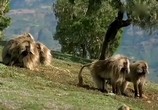 Сцена из фильма BBC: Наедине с природой: Обезьяна гелада - битва храброго сердца / BBC: Gelada baboons (2004) BBC: Наедине с природой: Обезьяна гелада - битва храброго сердца сцена 11