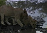 ТВ National Geographic: Армия львов: Битва за выживание / Lion Army. Battle To Survive (2009) - cцена 1