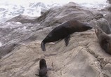 Сцена из фильма Морские котики: битва за выживание / Fur Seals. Battle for Suvival (2014) Морские котики: битва за выживание сцена 5