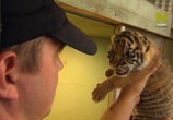 Сцена из фильма Тигры в доме / Tigers About the House (2014) Тигры в доме сцена 2