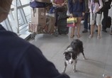 Сцена из фильма Год собаки / A Dog Year (2009) Год собаки сцена 1
