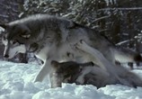 Сцена из фильма BBC: Поле битвы. Волки / BBC: Wolf Battlefield (2002) BBC: Поле битвы. Волки сцена 2