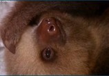 Сцена из фильма Знакомство с ленивцами / Meet the Sloths (2013) Знакомство с ленивцами сцена 1