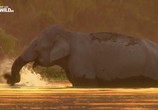 Сцена из фильма Почти человек. Жизнь слона / An Elephant's World (2017) Почти человек. Жизнь слона сцена 10
