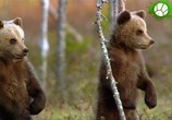 Сцена из фильма Медвежье братство. В лесах Скандинавии / Band of Bears - In the Forests of Scandinavia (2016) 