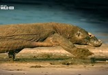 Сцена из фильма National Geographic: Коллекция живой природы. Ядовитый остров / National Geographic: Wildlife Collection. Venom Islands (2012) 