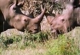 ТВ BBC: Наедине с природой: Последние из носорогов / Last of the Rhinos (2004) - cцена 1