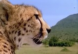 ТВ BBC: Наедине с природой: Сафари 21 века / 21st Century SAFARI (2003) - cцена 1
