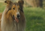 Сцена из фильма Лэсси / Lassie (2006) Лэсси сцена 3