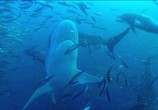 Сцена из фильма Дельфины скрытой камерой / Dolphins: Spy in the Pod (2014) Дельфины скрытой камерой сцена 14