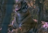 Сцена из фильма BBC: Наедине с природой: Повесть о павлине и тигре / The tale of the peacox and the tjger (2004) BBC: Наедине с природой: Повесть о павлине и тигре сцена 7