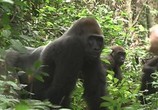 Сцена из фильма Дикая природа. Семейные узы: Западная равнинная горилла / Wild Life. Family Ties: Western Lowland Gorilla (2012) Дикая природа. Семейные узы: Западная равнинная горилла сцена 6