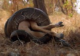 Сцена из фильма National Geographic: Самые опасные животные мира: Африка / World's Deadliest Animals: Africa (2007) 