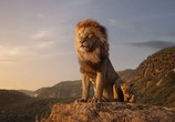 Сцена из фильма Король Лев / The Lion King (2019) 