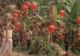 Сцена из фильма Дочери ботаника / Les filles du botaniste (2006) Дочери ботаника сцена 3