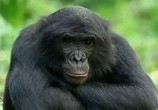 Сцена из фильма BBC: Наедине с природой: Карликовые Шимпанзе / BBC: Pygmy Chimpanzee (2004) BBC: Наедине с природой: Карликовые Шимпанзе сцена 9