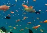 Сцена из фильма BBC: Наедине с природой: Жизнь рифа / BBC: Reef Wise (2004) BBC: Наедине с природой: Жизнь рифа сцена 8