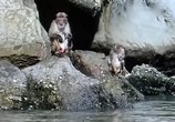ТВ BBC: Наедине с природой: Обезьяна на все времена года / A Monkey for all seasons (2004) - cцена 6