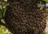 Сцена из фильма Мир насекомых / Insect World (2017) Мир насекомых сцена 14