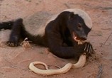 Сцена из фильма Медоеды: Змеиные убийцы / Honey Badgers of the Kalahari. Snake Killers (2001) Медоеды: Змеиные убийцы сцена 1