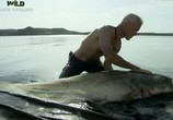 ТВ Discovery Channel: Animal Planet: Речные монстры / River monsters (2009) - cцена 5