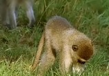 ТВ BBC: Наедине с природой: Лесные малютки-ночные прыгуны / Bushbabies a leap in the clark (2004) - cцена 2
