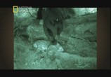 Сцена из фильма National Geographic: Неуловимая росомаха / Phantom wolverine (2010) Неуловимая росомаха сцена 2