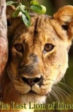 Animal Planet: Последняя львица Лиувы