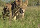 Сцена из фильма National Geographic: Дикая Ботсвана: Братство львов / National Geographic: Wild Botswana: Lion Brotherhood (2014) 