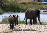 ТВ Воспоминания слона / Memoirs of an Elephant (2018) - cцена 2