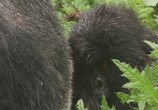 Сцена из фильма BBC: Горная горилла / BBC: Mountain Gorilla (2010) BBC: Горная горилла сцена 6