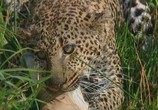 ТВ PBS Nature: Тайная жизнь леопарда / PBS Nature: Revealing the Leopard (2010) - cцена 8