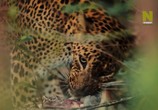 Сцена из фильма Дикая Шри-Ланка: царство леопардов / Wild Sri Lanka: Realm of the Leopard (2018) Дикая Шри-Ланка: царство леопардов сцена 6