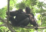 ТВ Дикая природа. Семейные узы: Западная равнинная горилла / Wild Life. Family Ties: Western Lowland Gorilla (2012) - cцена 3