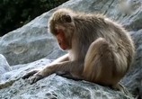 ТВ BBC: Наедине с природой: Обезьяна на все времена года / A Monkey for all seasons (2004) - cцена 3