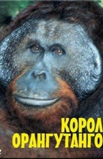 BBC: Живой мир (Мир природы): Король орангутангов