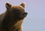ТВ BBC: Живой мир (Мир природы): Полярные медведи и гризли / The Natural World. Polar bears & grizzlies - bears on top of the world (2007) - cцена 1