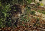 ТВ Дикая Шри-Ланка: царство леопардов / Wild Sri Lanka: Realm of the Leopard (2018) - cцена 3