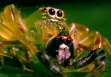 ТВ BBC: Наедине с природой: Пауки с марса / Spiders from mars (2004) - cцена 6