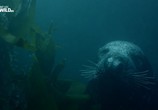 ТВ Морские котики-убийцы / Killer seals (2017) - cцена 1