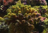 ТВ HDScape: Экзотический морской аквариум / Exotic Saltwater Aquarium (2006) - cцена 2