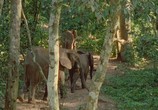 Сцена из фильма BBC: Джунгли / BBC: Jungle (2003) BBC: Джунгли сцена 2
