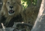 Сцена из фильма Львы: как братья стали королями / Lion Brothers: Cubs To Kings (2019) Львы: как братья стали королями сцена 8