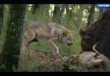 Сцена из фильма Путешествие волка / L'Odyssée du Loup (2019) Путешествие волка сцена 3
