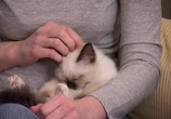 ТВ Планета кошек: Священные бирманские кошки (2008) - cцена 6